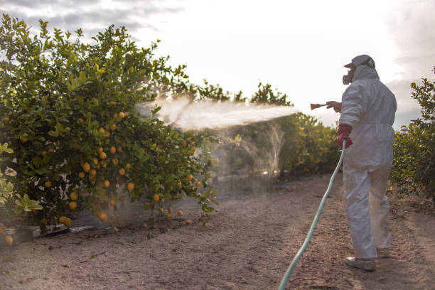 Best Pest Control Near Me  in Bellows Falls, VT